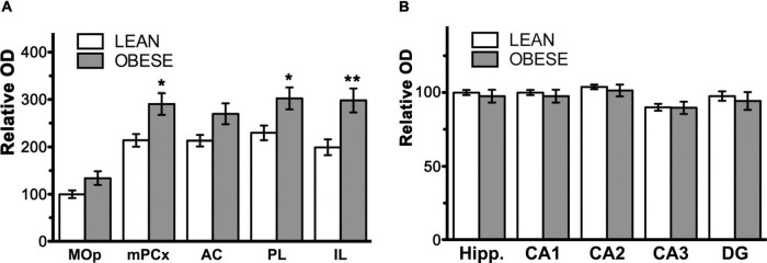 Bar graphs showing the results of semi-quantitative analysis of CB1-immunoreactivity in coronal sections through the medial prefrontal cortex and hippocampal formation of lean and obese Zucker rats. (A) Results of the analysis in subregions of the medial prefrontal cortex. AC, anterior cingulate cortex; IL, infralimbic cortex; MOp, motor primary cortex; mPCx, medial prefrontal cortex; PL, prelimbic cortex. (B) Results of the analysis in subregions of the hippocampal formation. CA1, field CA1 of the Ammon’s horn; CA2, field CA2 of the Ammon’s horn; CA3, field CA3 of the Ammon’s horn; DG, dentate gyrus; Hipp., hippocampal formation. Data in (A,B) are mean ± SEM; n = 5 in each group. Asterisks indicate the significance of the difference between genotypes for a given cortical area (two-way ANOVA followed by post hoc Bonferroni’s test). *P < 0.05, **P < 0.01.