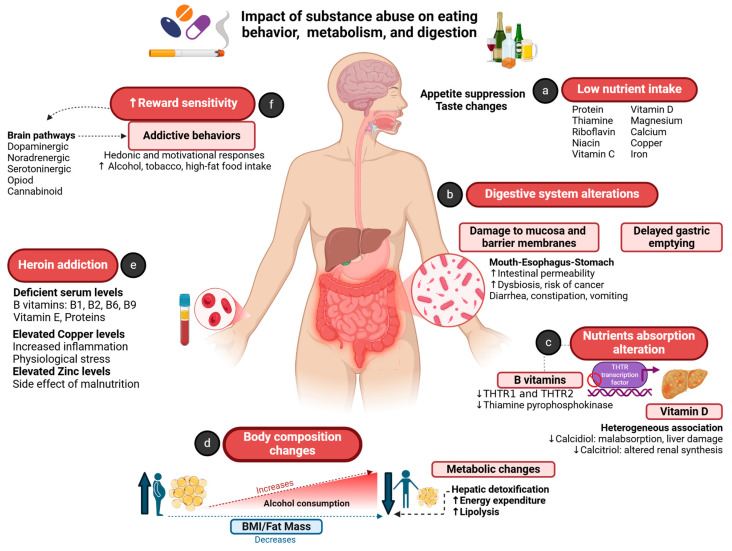 The impact of substance abuse on eating behavior, metabolism, and digestion. (a) Low nutrient intake (proteins, vitamins and minerals) influenced by appetite suppression and taste changes. (b) Digestive system alterations: damage to the digestive system mucus and barrier membranes (that causes an increase in the intestinal permeability, dysbiosis, risk of cancer), and delayed gastric emptying. (c) Alteration in absorption of nutrients such as thiamine (by reducing the transcription factors of THTR1 and THTR2, and limiting the production of thiamine pyrophosphokinase) and vitamin D (decreasing its absorption, hepatic calcidiol synthesis, and renal calcitriol synthesis). (d) Body composition changes: in the early stages of alcoholism, it increases BMI and fat mass. Later, chronic alcohol consumption is inversely correlated with BMI and fat mass (greater elimination of toxic substances by the liver leads to increased thermogenesis and reduces lipogenesis). (e) Heroin addiction: subjects with this condition present deficient levels of protein and vitamins, and elevated zinc and copper levels (due to inflammation, stress, and malnutrition). (f) Reward sensitivity is associated with substance abuse and a high-fat diet; several brain pathways involved in pleasure, reward, and motivation can influence addictive behaviors. Arrows ↑ and ↓ indicate increase and decrease, respectively. THTR: thiamine-absorbing transporters; BMI: body mass index. Created in biorender.com.