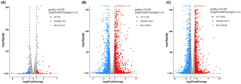 Volcano plots show global transcriptional changes following single treatment of cannabis extract or sorafenib relative to the vehicle control in HepG2 cells. The x-axis represents the log2-fold change in gene expression, and the y-axis indicates statistical significance expressed as −log10 adjusted p-value. (A) Cannabis extract (0.07 mg/mL), (B) cannabis extract (0.15 mg/mL), and (C) sorafenib (12.5 μM) (n = 3).