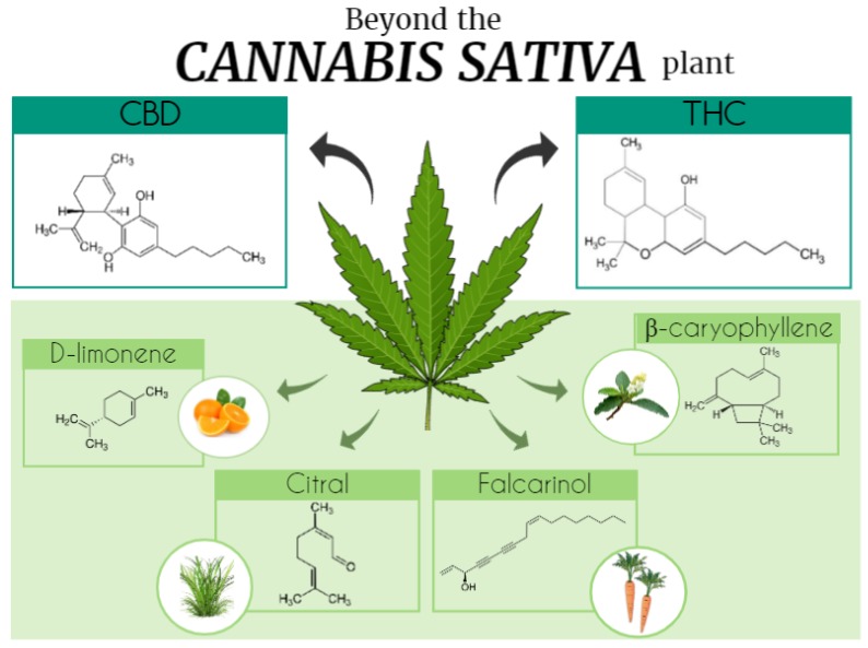 Beyond the Cannabis sativa plant. The Era of cannabinoids started with the description and isolation of the main Cannabis sativa psychoactive component, Δ9-tetrahydrocannabinol (THC). However, many other natural compounds were also identified, totalizing 565 substances among cannabinoids and non-cannabinoids constituents. This figure illustrates some of the Cannabis sativa compounds (d-limonene, β-caryophyllene, citral, and falcarinol) and its molecular structures that can be also found in other plants, such as Cordia verbenacea, lemon, Cymbopogon citratus, and carrot. CBD, cannabidiol. Figure created using the Mind the Graph platform.