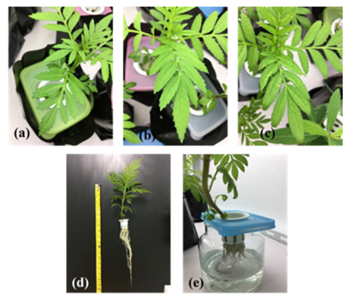 Toxicity in marigold after 4 days of cultivation for carbaryl treatments at 0 mg L−1 (a), 5 mg L−1 (b), and 10 mg L−1 (c), after 12 days of cultivation for carbaryl at 10 mg L−1 (control) (d) and gray roots (e).