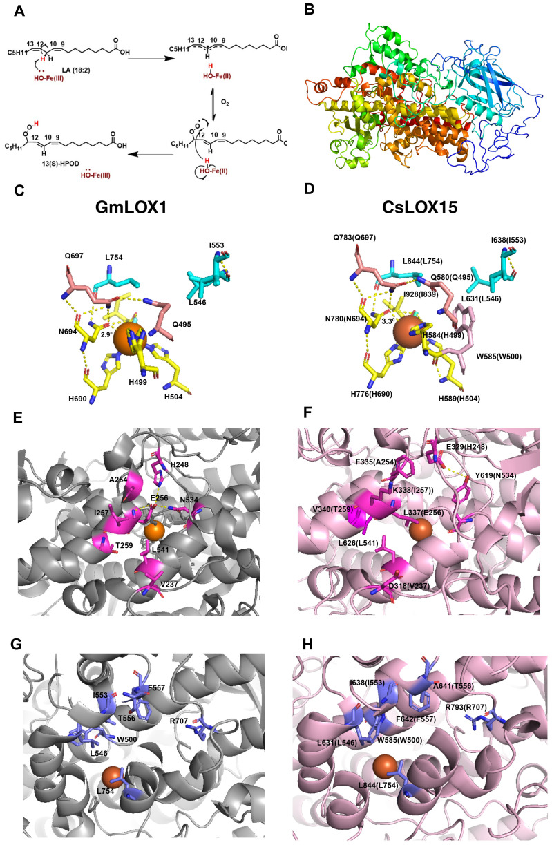 Structural features of GmLOX1 and CsLOX15. (A) Lipoxygenase (LOX) reaction mechanism, 13-LOX convert polyunsaturated fatty acids i.e. linoleic acid (LA) into (13S)-hydroperoxy-(9Z,11E)-octadecadienoic acid ((13S)-HPOD) by a two-step reaction involving the reduction of Fe3+ to Fe2+ by proton coupled electron transfer and then insertion of oxygen. (B) In silico 3D structure of CsLOX15 showing β- sheet rich N-terminal domain and α- helix rich C-terminal domain. (C) Coordination geometry of the catalytic site and Fe ligand of WT GmLOX1, showing important residues involved in iron coordination (H499, H504, H690, N694, I839, OH/H2O, Q495, Q697, N694) and substrate binding (I553, L546, L754). (D) In silico coordination geometry of CsLOX15, around the Fe ligand (superimposed to (5 A0)) showing iron coordination, substrate binding residues, and an additional side chain residue W585. (E) Amino acid residues in substrate entry of GmLOX1 facilitating H binding network. (F) Probable amino acid residues in CsLOX15 substrate entry. (G) Key amino acid residues within GmLOX1 substrate cavity. (H) Key amino acid residues within CsLOX15 substrate cavity. Orange sphere, LOX Fe ligand; blue rod, water molecule; yellow dashed lines, polar contacts. The secondary structure was predicted using Phyre2 (V 2.0) (normal mode) with 100% confidence (Kelley et al., 2015) and the validation of the model was carried out using PROCHECK program in SAVES v6.1 2 ( Supplementary Figure 2 ). The 3D-structure was modelled using PYMOL (Ver. 3.3) by superimposing with GmLOX1 (PDB entry 1F8N).