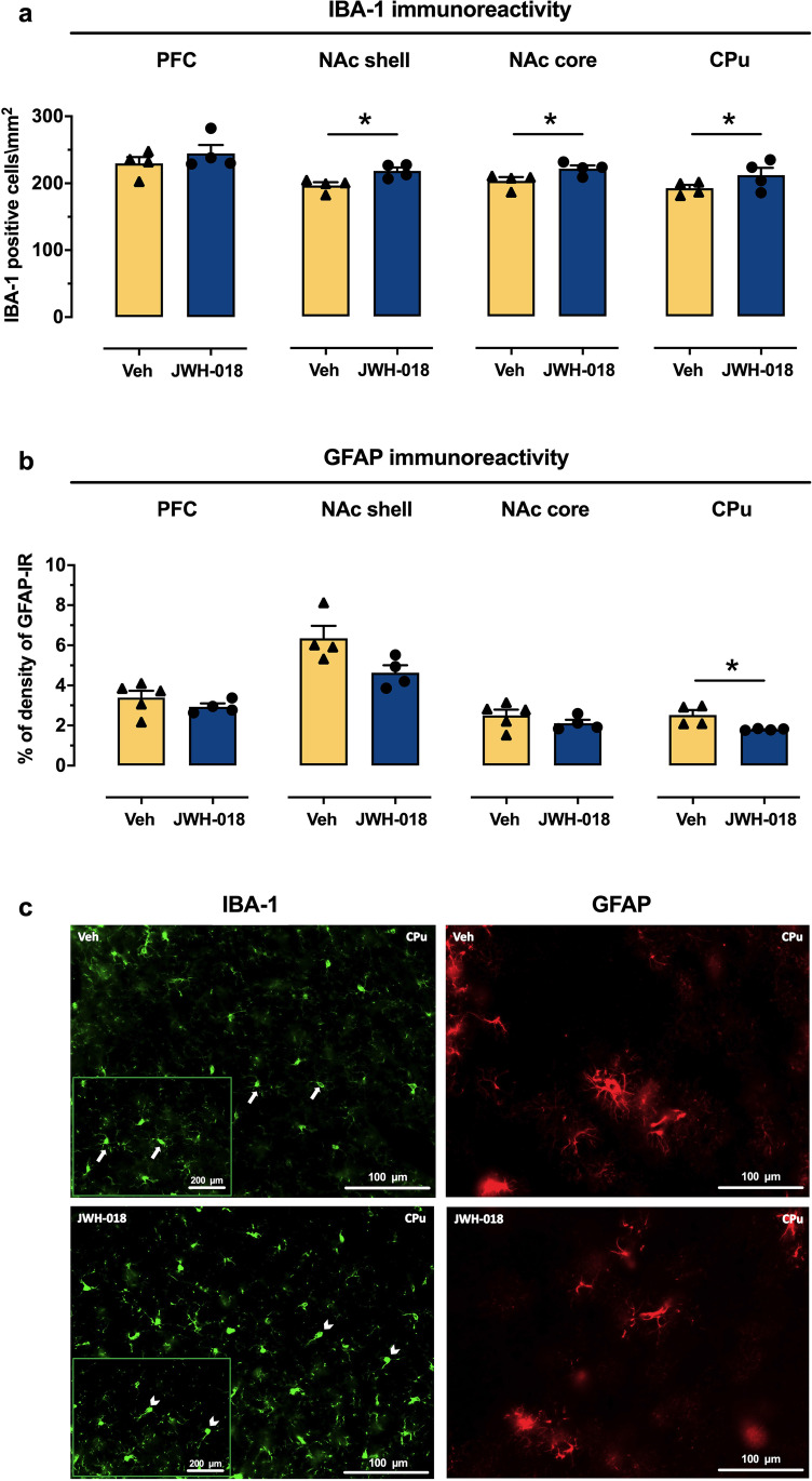 Long-term effects of JWH-018 IVSA on IBA-1 and GFAP immunoreactivity in specific brain areas. Adolescent JWH-108 IVSA at adulthood: (a) increased the number of IBA-1 positive cells in the dorsal CPu and in the NAc core and shell; *p < 0.05 compared to Vehicle (Veh) group (unpaired Student’s t-test); N = 4 per group, and (b) decreased GFAP immunoreactivity in the CPu, with a downward trend observed in the other brain areas; JWH-018: n = 4 per group; Veh: n = 5 (PFC, NAc core), n = 4 (CPu, NAc shell). Values represent mean ± SEM of number of IBA-1 positive cells/mm2 or percentage of GFAP-IR density; *p < 0.05 compared to Vehicle (Veh) group (unpaired Student’s t-test). (c) Representative images (20 × magnification) of IBA-1 and GFAP immunostaining in the CPu of adult mice that underwent JWH-018 or Veh IVSA during adolescence. Note the resting microglia (arrows, resting state in the upper left panel) and the amoeboid microglia (arrowhead, activated state in the lower left panel). Inset: higher magnification (40 ×) of the boxed areas