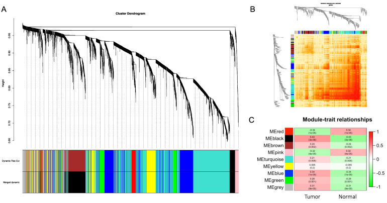 Weighted gene co-expression network. (A) Gene dendrogram obtained by average linkage hierarchical clustering. The color row underneath the dendrogram shows the module assignment determined by the Dynamic Tree Cut. (B) Network heatmap plot. Branches correspond to modules in the hierarchical clustering dendrograms. Darker color indicates higher co-expression and interconnection. (C) Module–trait relationships. X-axis: clinical trait of tumor or normal. Y-axis: clustered modules. The correlation and p-values are labeled in each block.