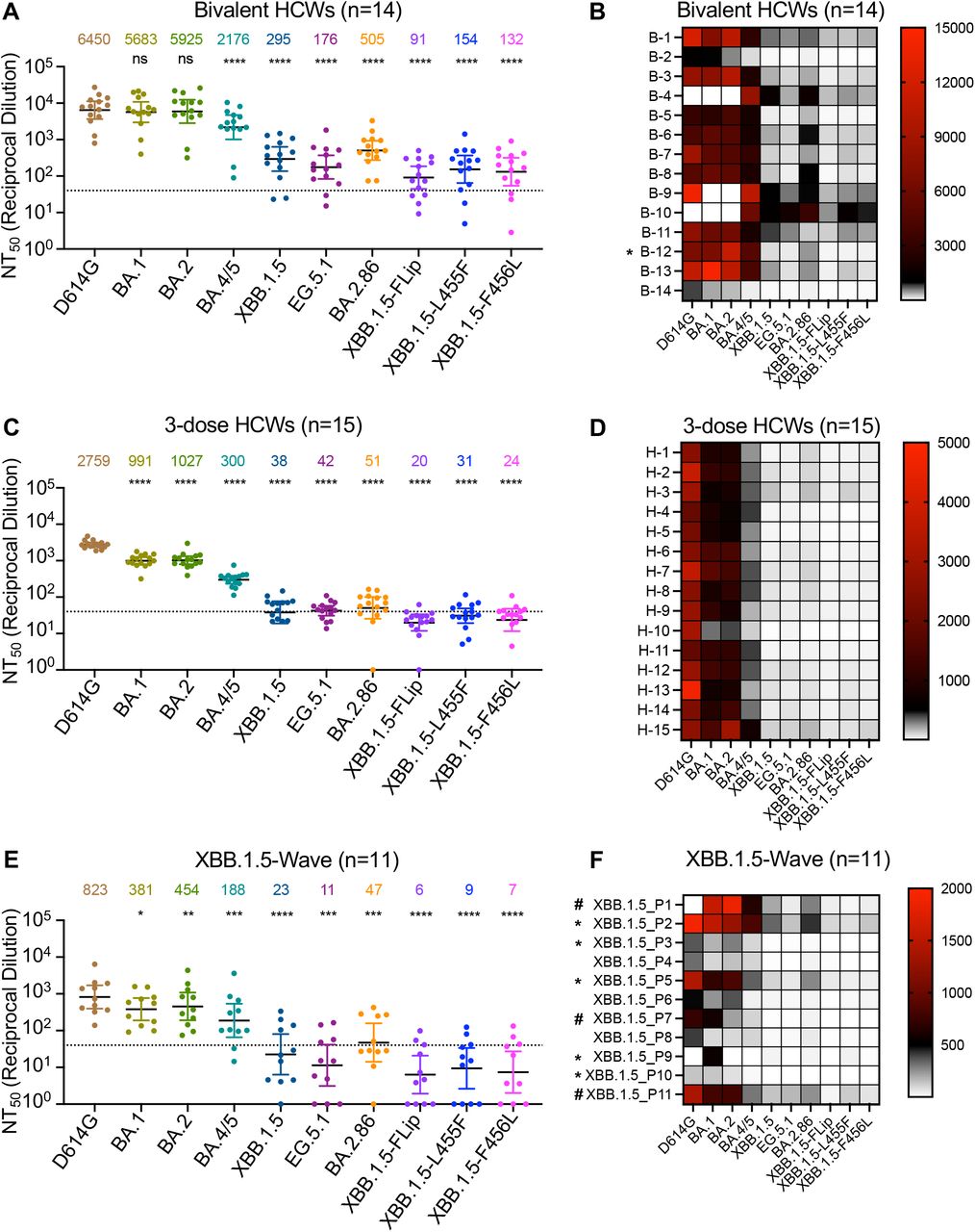 Neutralization of Omicron BA.2.86 and FLip subvariants by sera of monovalent or bivalent mRNA vaccinated health care workers (HCWs) and XBB.1.5-wave infection.Neutralizing antibody (NAb) titers were determined using lentiviruses containing the indicated Spike proteins with D614G as a control. All the NAb titers were compared against D614G. The three cohorts included sera from 14 HCWs who received 3 monovalent doses of mRNA vaccine and 1 dose of bivalent mRNA vaccine (n=14) (A and B), sera from 15 HCWs that received three doses of monovalent mRNA vaccine (n=15) (C and D), and sera from 11 SARS-CoV-2 infected first responders/household contacts or hospitalized patients who tested COVID-19 positive during the XBB1.5- wave of infection in Columbus, Ohio (E and F). Geometric mean NT50 values for each variant are shown on the top. Bars represent geometric means with 95% confidence intervals. Statistical significance was analyzed with log10 transformed NT50 values. Comparisons between multiple groups were performed using a one-way ANOVA with Bonferroni post-test. Dashed lines represent the threshold of detection, i.e., NT50=40. P values are shown as ns p > 0.05, *p < 0.05, **p < 0.01, ***p < 0.001, ****p < 0.0001. Heatmaps in (B, D and F) indicate NAb titers of each individual against each variant tested. Asterisk in (B) indicates that the person being COVID-19 positive within six months before the sera collection, asterisk in (F) indicates that the individuals who received 2 or 3-dose monovalent vaccines before infection, and number sign in (F) indicates that the individuals that received monovalent vaccines and bivalent vaccines.