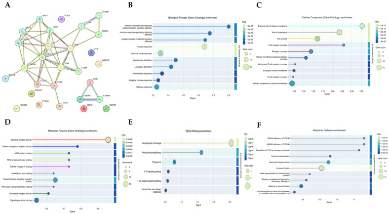 PPI network and functional enrichment analysis of the integrated ECS–immune gene set. (A) STRING-derived PPI network constructed from the 28-gene integrated ECS–immune input list. The network contained 28 nodes and 49 edges using a high-confidence interaction score threshold of 0.700. (B) GO-BP enrichment analysis. (C) GO-CC enrichment analysis. (D) GO-MF enrichment analysis. (E) KEGG pathway enrichment analysis. (F) Reactome pathway enrichment analysis. In the enrichment plots, bubble size represents the number of genes associated with each term, whereas color intensity represents FDR-adjusted significance. The x-axis represents the STRING enrichment signal.