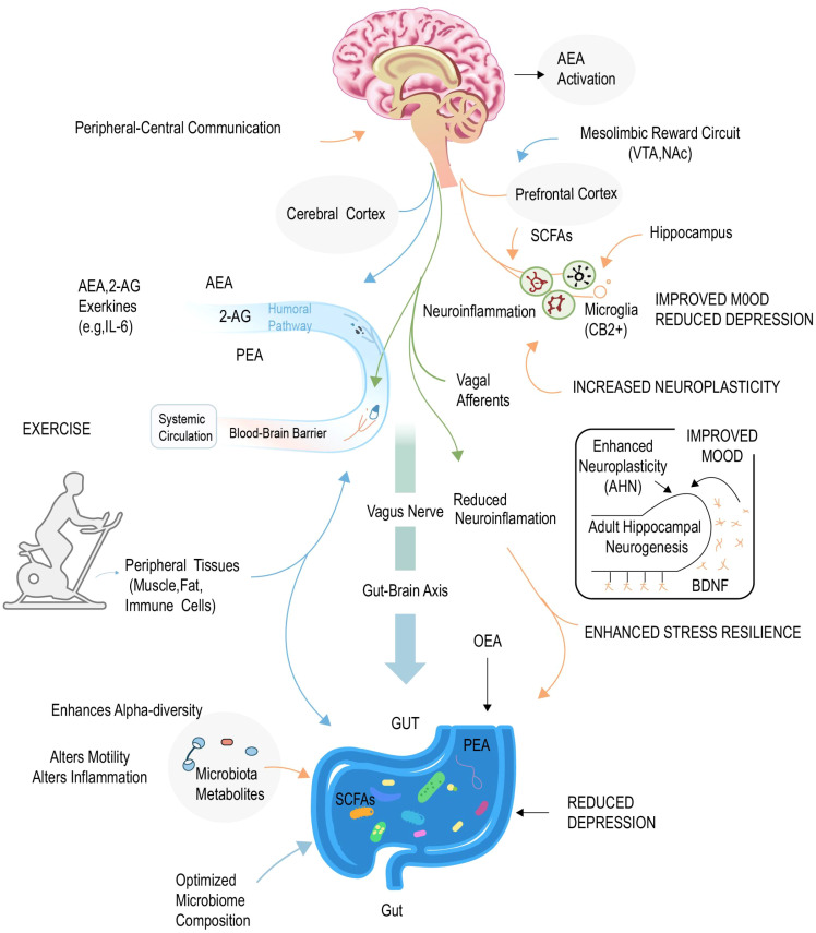 Diagram illustrating the gut-brain axis and the impact of exercise on mood and neuroplasticity, showcasing pathways between peripheral tissues, gut microbiota, metabolites, vagus nerve, neuroinflammation reduction, and effects on hippocampus for improved mood, neuroplasticity, and reduced depression.