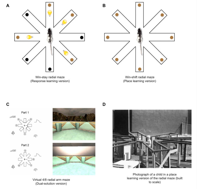 Place and response learning in the eight-arm radial maze. (A) In the “win-stay” radial maze task, light cues signal whether food is available at the end of each arm. This task promotes S-R response learning to the extent that the light cues (S) become associated with approach behavior (R). (B) In the win-shift radial maze, a rat must employ extra-maze spatial cues to locate food and avoid re-entries into arms in which food was already retrieved, thus promoting the use of place learning. (C) A virtual 4/8 dual-solution version of the radial maze may be employed to examine the relative use of place and response learning in human subjects. Each trial of this task is divided into two parts (Part 1 and Part 2). During Part 1, four of the eight arms are blocked with a wall, and the participant is instructed to enter the four open arms and retrieve hidden reward objects. During Part 2, all of the arms are open, and the participant is instructed to retrieve the remaining reward objects from the arms that were previously blocked. To avoid arm re-entries, the participants may employ a place learning strategy (i.e., refer to extra-maze spatial cues to guide behavior to the correct arms) or a response learning strategy (i.e., memorizing a series of egocentric responses leading to the correct arms). During a subsequent probe trial, the extra-maze spatial cues are blocked from view, preventing the use of a place strategy. Therefore, more errors during this probe trial suggest the use of a place strategy, whereas fewer errors suggest the use of a response strategy (images from Bohbot et al., 2012). (D) A 4-year-old child searches for rewards in a place learning version of the eight-arm radial maze (image from Overman et al., 1996).