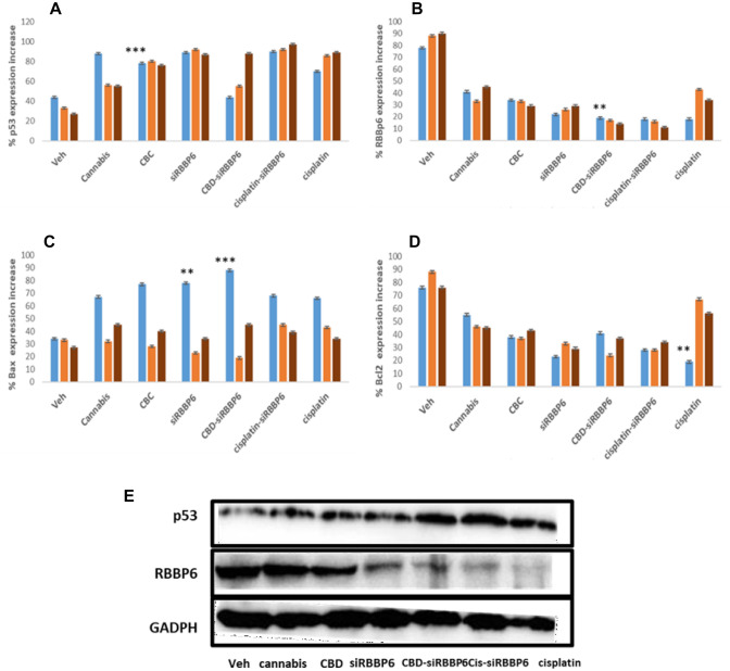 The expression analysis of apoptotic genes p53, Bax, Bcl2 and RBBP6 in PC3, MRC5 and Hek 293 cells treated with 30 µM Cannabis sativa extract, 10 µM CBD, 3 µM Cisplatin and siRBBP6 for 48 h. Following treatment, gene expression analysis was conducted by qRT-PCR and western blot. A–D levels of mRNA of p53, Bcl-2, Bax and RBBP6 and E protein levels in PC3 cells