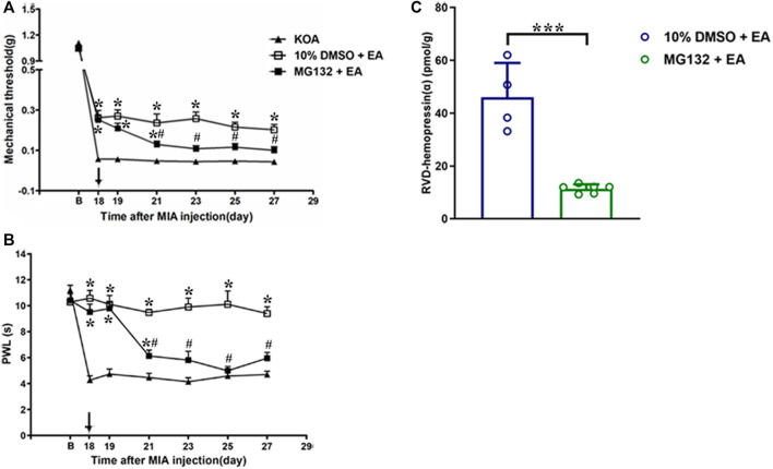 Effects of the 26S proteasome inhibitor MG132 on EA analgesia and RVD-hemopressin (α) concentration in the PAG. (A, B) Time course of the effect of the 26S proteasome inhibitor MG132 on tactile and thermal withdrawal thresholds of EA mice. EA was administered for 30 min, once every other day for 4 weeks, starting from 2 days after the MIA injection. The 26S proteasome inhibitor MG132 (4 μg) was microinjected into the vlPAG 30 min before EA starting from 18 days after MIA injection, once every other day for five times, as indicated by the black arrow. Data are expressed as means ± SEM (n = 8–11 mice in each group). *p < 0.05, compared with the KOA group; #p < 0.05, compared with the 10% DMSO + EA group. (C) Summary data show the concentration of RVD-hemopressin (α) in the PAG. Data are expressed as means ± SEM (n = 4–6 mice in each group). *p < 0.001.