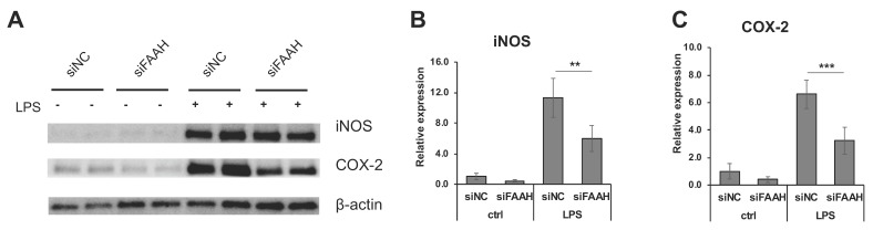 Expression of iNOS and COX-2 in FAAH knockdown cells. BV2 cells after 24 h siRNA transfection were treated with LPS for 18 h, and the cell lysates were collected. Western blotting was performed for iNOS, COX-2, and β-actin (A). Relative expression levels to β-actin are shown for iNOS in (B) and for COX-2 in (C). The + and – symbols indicate the presence or absence, respectively, of LPS. Data are presented as means ± S.D. (n = 5) determined by two-way ANOVA. **, and *** denote p < 0.01 and p < 0.001, respectively.