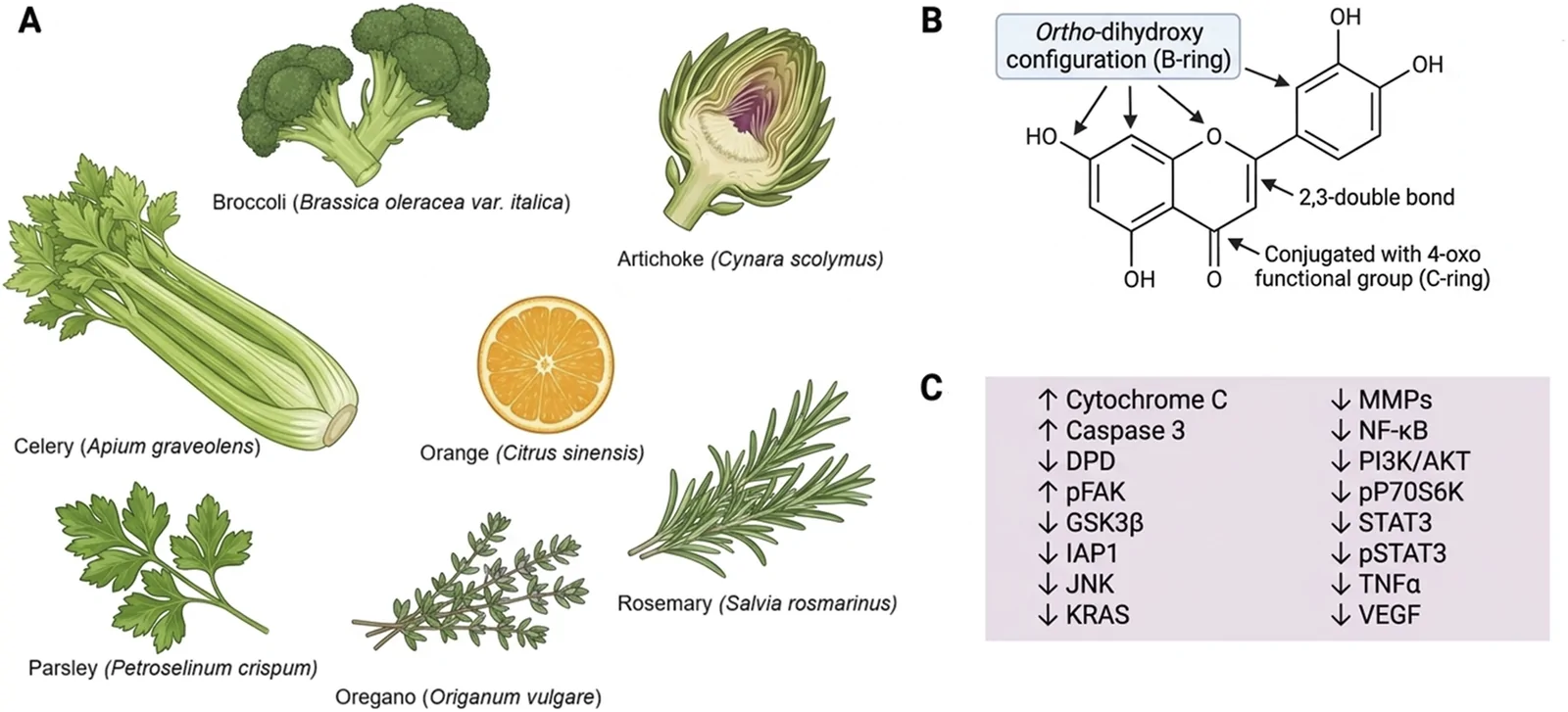 Panel A displays detailed illustrations of broccoli, artichoke, celery, orange, parsley, oregano, and rosemary, each labeled with their scientific names. Panel B shows a chemical structure of a flavonoid, highlighting ortho-dihydroxy configuration, a 2,3-double bond, and a 4-oxo group. Panel C presents a list of molecular targets with upward and downward arrows indicating increased or decreased expression, including cytochrome C, caspase 3, DPD, MMPs, NF-kB, and VEGF.