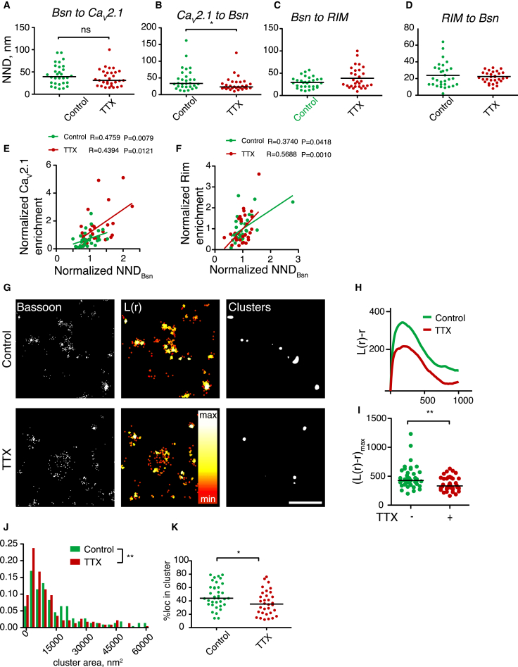 STORM Imaging Reveals the Effect of Activity Blockade on the AZ Structure(A) Bsn-to- Cav2.1 NND is unaffected by TTX treatment.(B) Cav2.1-to-Bsn NND is reduced by TTX treatment.(C) Bsn-to-RIM NND is unaffected by TTX treatment.(D) RIM-to-Bsn NND is unaffected by TTX treatment.(E) The correlation between Bsn-Bsn NND and Cav2.1 enrichment with or without TTX treatment.(F) The correlation between Bsn-Bsn NND and RIM enrichment with or without TTX treatment.(G) Single-color STORM imaging of Bsn clustering and quantitative clustering analysis. Left, representative STORM images. Middle, cluster maps generated from local point-pattern analysis. Right, thresholded cluster maps. Scale bar, 1 μm.(H) Ripley’s L-function plots for the regions of interest depicted in (G).(I) The maximum of the Ripley’s L-function is reduced by TTX treatment. ∗∗p < 0.01, Mann-Whitney test.(J) The median area of the Bsn cluster is reduced by TTX. ∗∗p < 0.01, Mann-Whitney test.(K) The proportion of Bsn within the clusters is reduced by ∗p < 0.05, Student’s t test. n = 3, ten synapses/condition/experiment.