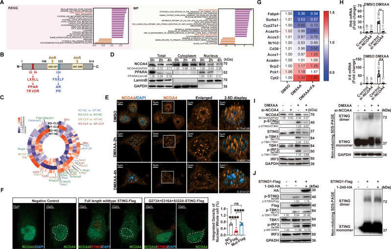 NCOA4 binds with STING to maintain STING activation that promotes ferritinophagy and lessens nuclear localization.A Differential pathways enriched in WT and Sting1−/− mice after CLP model by GSVA. P values were calculated by two-sided moderated t-tests using limma. B Schematic representation of human NCOA4. The full-length NCOA4 is known as NCOA4α. The LXXLL motif located at amino acids 92–96 and the FXXLF motif located at amino acids 328–332, which is involved in interaction with PPAR, thyroid hormone (TR), vitamin D receptor (VDR), androgen receptor (AR), and progesterone receptor (PR), respectively. Amino acids 231–321 and 441–556 are domains for aryl hydrocarbon receptor (AhR) coactivation. C Circos plot illustrates the relative expression level of peroxisome proliferator-activated (PPAR) downstream target genes in macrophages in WT and Sting1−/− mice subjected with and without CLP model. Differently expressed genes (DEGs) between indicated groups were highlighted in different colors. D Immunoblot analysis of the indicated proteins in RAW264.7 cells treated with 50 μg/mL DMXAA for 2 and 4 h. E The fluorescence distribution of NCOA4 in nucleus and cytosol after stimulated with 50 μg/mL DMXAA for 2 and 4 h (n = 3 per group). The peak value of the z-axis in the 2.5D display column represents the fluorescence intensity. The quantified nuclear localization proportion of Ncoa4 is shown in the lower right corner. F Hela cells were transfected with the indicated STING1 plasmids (1.5 μg) alone for 24 h. The quantitative analysis of nuclear localization of NCOA4 is shown in the rightmost panel; Green fluorescence, NCOA4; Red fluorescence, STING1-Flag; Blue fluorescence, DAPI; White dashed line indicated the nuclei borders. G Heatmap of selected PPARα target genes expression analysis by qPCR of the RAW264.7 cells after DMXAA (75 μg/mL) stimulation in combination with Fenofibric acid (FA, 100 μM) or vehicle (DMSO) for 16 h (n = 3 per group). H qPCR analysis of Il-6 and Ifnb mRNA in RAW264.7 cells transfected with siNCOA4 (50 nM) and treated with 75 μg/mL DMXAA for 16 h (n = 4 per group). I Immunoblot analysis of STING pathway in RAW264.7 cells transfected with siNCOA4 and treated with 25 μg/mL DMXAA for 1 h. Non-reducing SDS–PAGE analysis of STING dimerization in indicated groups. J Immunoblot analysis of STING pathway in HEK293T cells transfected with an indicated plasmid (1 μg) for 24 h. Non-reducing SDS–PAGE analysis of STING dimerization in indicated groups. Western blot data show at least representative triplicates from two independent experiments with similar results (D, I, J) unless indicated. Data are shown as mean ± SD, and analysis by two-way ANOVA test (F and H). GSVA gene set variation analysis, GSEA gene set enrichment analysis, TFs transcription factors, CLP cecal ligation and puncture, ANOVA analysis of variance. *P < 0.05, **P < 0.005, ***P < 0.0005, ****P < 0.0001.