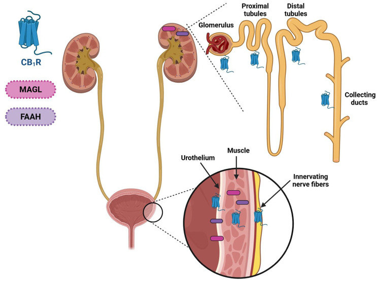A diagram illustrates CB1Rs, AEA, FAAH, 2-AG, and MAGL expression in the human urinary tract; it highlights ECS components in kidneys, bladder, and collecting ducts.