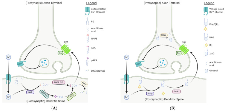 Simplified mechanism of the classical endocannabinoid ligand signaling pathway. (A) AEA biosynthesis and mechanism of action. In the post-synaptic neuron, NAT generates NAPE from arachidonic acid and phosphatidylethanolamine (PE) due to a calcium influx following a depolarization event. The most common pathway involves the production of AEA from NAPE through the enzyme NAPE-PLD. However, in the alternative pathway, NAPE-PLC cleaves NAPE to produce pAEA, which is rapidly dephosphorylated via PTPN22 to liberate AEA. NAPE-PLC is the exclusive AEA synthesis pathway in macrophages, key players involved in CNS regeneration. The lipophilic endocannabinoid then crosses the synapse via an unknown mechanism to interact with CB1 receptors on the presynaptic neuron. Activation of CB1 results in inhibition of neurotransmitter release through direct inhibition of voltage gated Ca2+ channels. AEA is catabolized in the post-synaptic neuron by FAAH to produce AA and ethanolamine. (B) 2-AG biosynthesis and mechanism of action. Following depolarization of the post-synaptic neuron, a calcium influx results in activated PLCβ which cleaves phosphatidylinositol 4,5-bisphosphate (PIP2) to produce both inositol triphosphate (IP3) and diacylglycerol (DAG). Subsequently, DAG is hydrolyzed by DAG lipase (DAGL), yielding 2-arachidonyl-glycerol (2-AG). The endocannabinoid then crosses the synapse similarly to AEA to bind to CB1 receptors on the presynaptic neuron. As with AEA, activation of the receptor leads to indirect inhibition of neurotransmitter release. Catabolism of 2-AG occurs in the presynaptic neuron, where the enzyme, monoacylglycerol lipase (MAGL), cleaves 2-AG into glycerol and arachidonic acid (AA). [Created with Bio-Render, BioRender.com.]