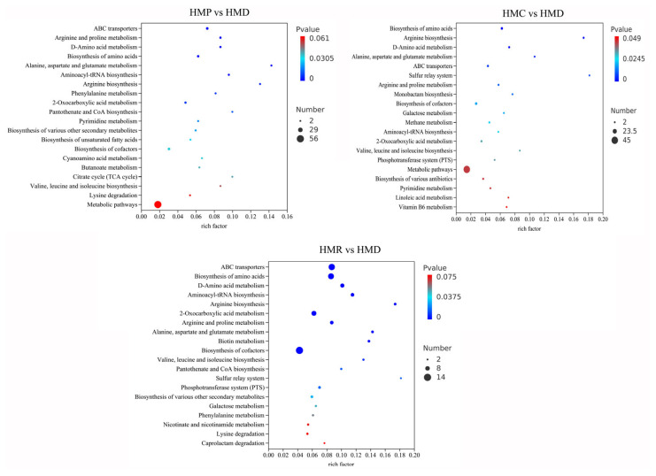 Overview of metabolic pathways significantly affected by fermentation with different probiotics in hempseed milk.