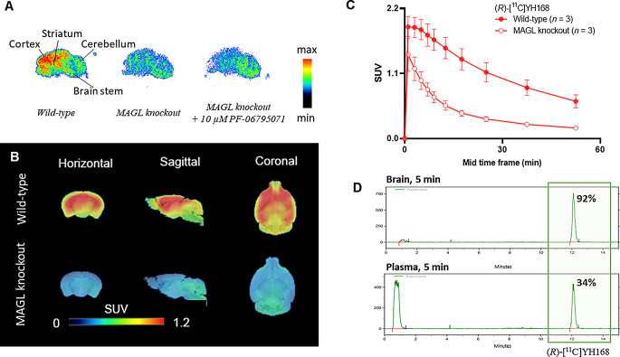 (A) In vitro autoradiograms and (B) in vivo brain PET images of (R)-[11C]YH168 averaged from 9.0 to 60 min post injection in wild-type and MAGL knockout mice as indicated. SUV, standardized uptake value. PET data overlaid on an MRI template. (C) Time activity curves (TACs) of (R)-[11C]YH168 in the whole brain. (D) Ex vivo radiometabolite analysis of (R)-[11C]YH168 in the brain homogenate and plasma of wild-type mouse at 5 min post-injection