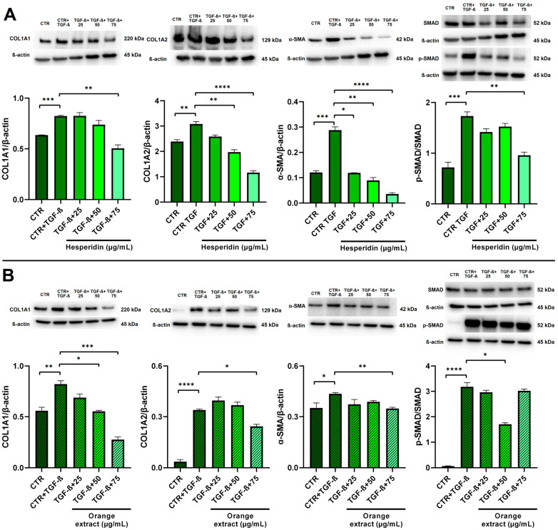 Effect of HE (A) and OE (B) on COL1A1, COL1A2, and α-SMA protein expressions and the p-SMAD/SMAD ratio in LX-2-activated cells was measured by Western blot, and β-actin was used as a loading control. Representative Western blot bands are shown below. All data reported in each panel are expressed as the mean ± SEM from three independent experiments, where * p ≤ 0.033, ** p ≤ 0.002, *** p < 0.0002, and **** p < 0.0001 by the Kruskal–Wallis test corrected for multiple comparisons by Dunn’s test.