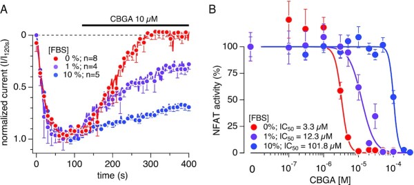 CBGA inhibitory potency is decreased by increasing serum concentrations. Serum-dependent effects of CBGA on ICRAC and NFAT activity in the presence of 0%, 1%, and 10% FBS. (A) Time course of CRAC currents recorded in Jurkat T cell in whole-cell patch-clamp experiments. Bath solution was supplemented with 0%, 1%, or 10% FBS (0% serum data is the same as in Figure 4A). To elicit the active calcium depletion from the ER, 50 µm IP3 in the recording pipette was utilized. The resulting CRAC currents were allowed to reach maximal activation prior to extracellular application of CBGA at various concentrations. Current amplitudes were measured at −120 mV for each voltage ramp and were normalized to the control at 120 s. n represents the number of cells patched for each condition. (B) Concentration–response effects of CBGA on NFAT activity in the presence of 0%, 1%, and 10% FBS. A 10- and 12-point concentration-response curves, ranging from 100 n m to 100 µm and 100 n m to 300 µm, respectively, were established. The 12-point d/r was used for 10% FBS condition due to the weak activity of CBGA in the ten-point concentration range under this condition. Values are average ± SEM of 12–15 replicates, normalized to the control (cells treated with PMA + Ionomycin only).