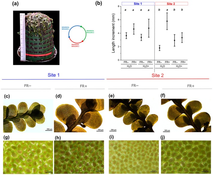 Growth experiment on Radula marginata collected from S1 and S2 performed in controlled indoor conditions under two different light and nutrient regimes: full spectrum (FR−) or full spectrum complemented with far‐red light (FR+) and sprayed with water (H2O) or with water supplemented with nutrient solution (H2O+). (a) Radula marginata culture: each tower was separated into three zones, each representing one biological replicate. (b) Impact of light and nutrient treatment on plant growth over 4 months, showing the mean values of three biological replicates, each including average data from at least four independent branches (data represent mean ± SE, n = 3). Light microscopy images of R. marginata (ventral view (c–f) and oil body‐containing cells (g–j)) from S1 (c, d, g, h) and S2 (e, f, i, j) grown under FR− (c and g; e and i, respectively) or FR+ light conditions (d and h; f and j, respectively). Ruler numbers are cm in (a); Bars: 500 μm (c–f) 500 μm.