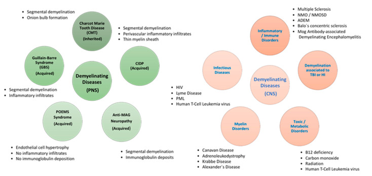 Demyelinating diseases.