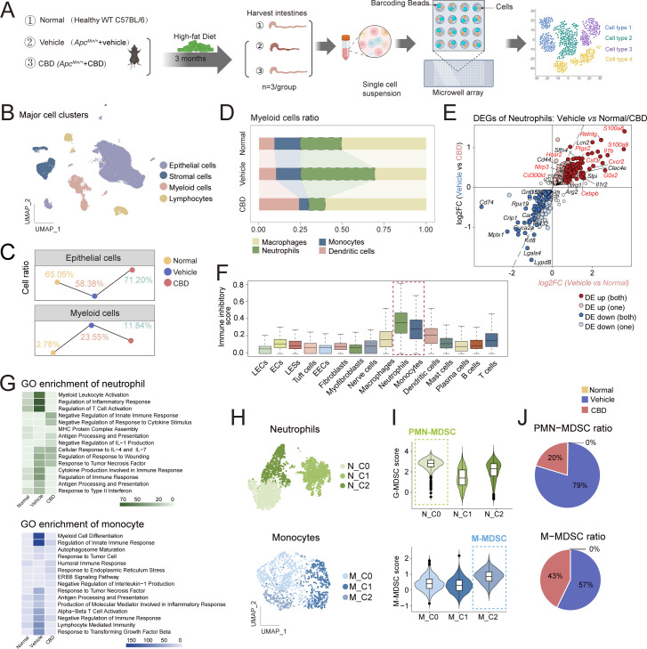 CBD inhibits MDSCs in colon adenomas identified by scRNA-seq. (A) Apcmin/+ mice were fed with high fat diet to induce colon adenomas with vehicle or CBD treatment for 12 weeks. WT C57BL/6 mice were normal control. Then collected the mice colon from each group to perform scRNA-Seq (n=3/group). (B) UMAP plot of the major four types of cell cluster by scRNA-seq analysis. (C) The cell ratio of epithelial cells and myeloid cells with the largest changes among four major cells. (D) Composition of cell types in myeloid cells. (E) The different expressed genes (DEGs) in neutrophils regulated by CBD. Red dot represented the significantly upregulated genes in both vehicle group versus normal group and vehicle group versus CBD group. Blue dot represented the downregulated genes in both vehicle group versus normal group and vehicle group versus CBD group. (F) The immune inhibitory score was calculated in all 16 cell types by average expression of an immune-inhibitory gene set. (G) GO signaling pathway of different expressed genes in neutrophils and monocytes between three groups. (H) UMAP plot of the subclusters of neutrophils and monocytes. (I) Violin plots showing relative MDSC score ordered by the expression of MDSC gene signature in neutrophils and monocytes. (J) The proportion of PMN-MDSC and M-MDSC in three groups. CBD, cannabidiol; GO, Gene Ontology; MDSC, myeloid-derived suppressor cell; M-MDSC, monocytic MDSC; PMN-MDSC, polymorphonuclear MDSC; scRNA-seq, single-cell RNA sequencing; UMAP, Uniform Manifold Approximation and Projection.