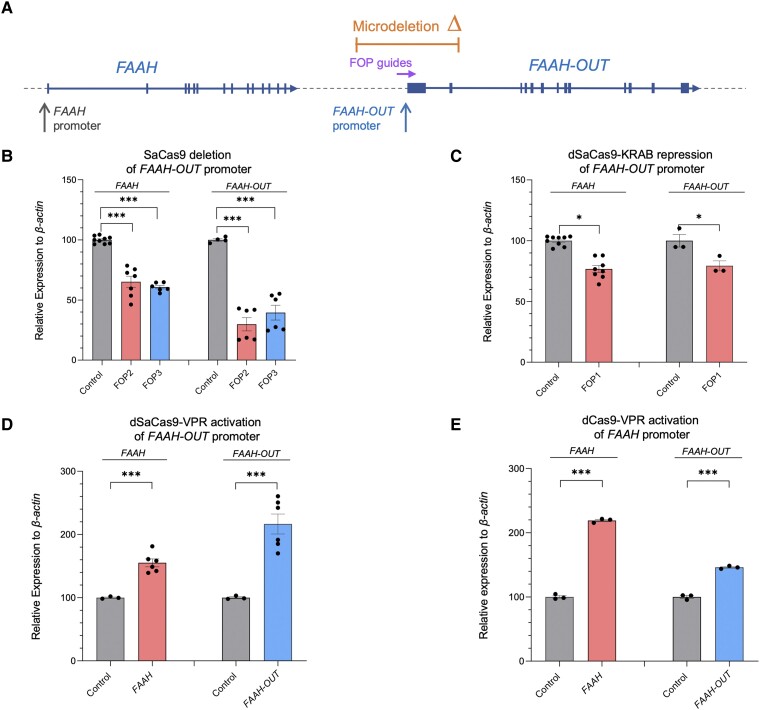 FAAH-OUT promoter modulates both FAAH-OUT and FAAH expression. (A) Map showing relative positions of the ∼8 kb microdeletion identified in Patient PFS (in orange), FAAH and FAAH-OUT promoters, and FOP CRISPR guides (in purple) that map to the promoter region of FAAH-OUT. Exons are denoted by blue boxes and the direction of transcription shown by arrows. (B) CRISPR/Cas9 -induced deletion of FAAH-OUT promoter leads to reduction in both FAAH-OUT and FAAH expression. RT-qPCR analysis of both FAAH and FAAH-OUT mRNA levels showed significant reduction in both transcripts’ expression levels when HEK293 cells were transiently transfected with CRISPR/Cas9 constructs carrying either of the guide RNA pairs: FOP2 (in red) or FOP3 (in blue) designed to delete the FAAH-OUT promoter. (C) dSaCas9-KRAB-mediated repression of FAAH-OUT promoter leads to reduction in both FAAH-OUT and FAAH expression. RT-qPCR analysis of both FAAH and FAAH-OUT mRNA levels showed significant reduction after dSaCas9-KRAB-mediated repression of the FAAH-OUT promoter using FOP1 guide RNA in HEK293 cells. (D) dSaCas9-VPR-mediated activation of FAAH-OUT promoter leads to increase in both FAAH-OUT and FAAH expression. RT-qPCR analysis of FAAH and FAAH-OUT mRNA levels showed significant increase in both FAAH and FAAH-OUT transcript levels after targeted transcriptional activation of FAAH-OUT promoter using dSaCas9-VPR in HEK293 cells. dSaCas9-VPR-mediated FAAH-OUT activation led to transcriptional upregulation of FAAH gene when compared to control (empty vector). (E) dCas9-VPR-mediated activation of FAAH promoter leads to increase in both FAAH and FAAH-OUT expression. RT-qPCR analysis of FAAH and FAAH-OUT mRNA levels showed significant increase in both FAAH and FAAH-OUT transcript levels after targeted transcriptional activation of FAAH promoter using dCas9-VPR in HEK293 cells. dCas9-VPR-mediated activation of FAAH also led to upregulation of FAAH-OUT transcript levels. In all experiments the normalized expression value of control (relevant empty vector) was set to 100, and all other gene expression data were compared to that sample. Data-points are denoted by dots, bars show the ± SEM, and data analysed by a Student’s t-test, *P ≤ 0.05, **P ≤ 0.01, ***P ≤ 0.001.