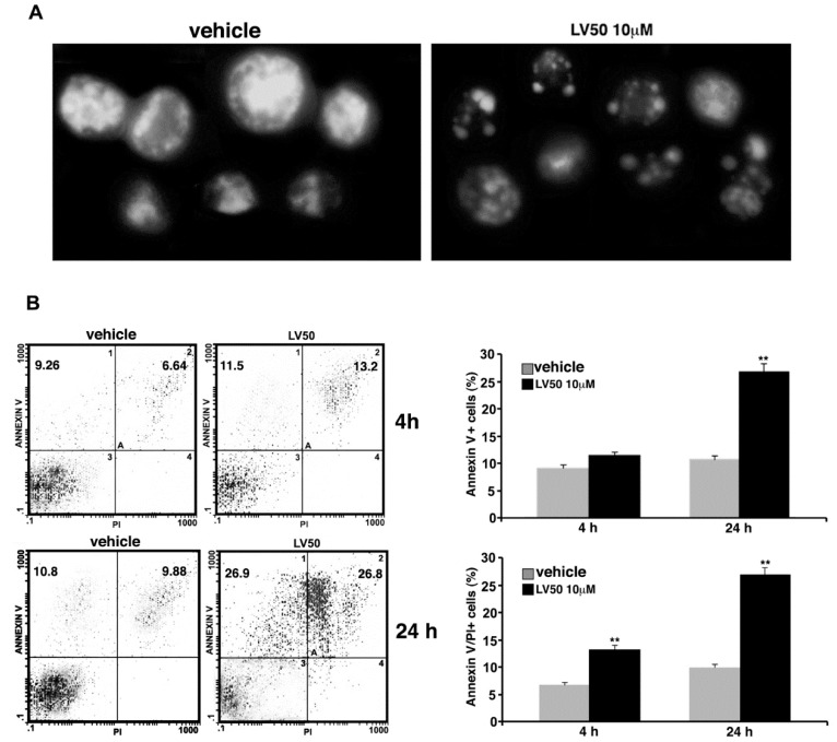 Pro-apoptotic activity of LV50. (A) Morphological analysis of Jurkat nuclei stained with Hoechst 33258 after incubation with 10 μM LV50 for 72 h. Vehicle-treated cells are uniformly stained and the nuclei are intact, indicating that cells are viable; treatment causes nuclear fragmentation and condensation. A representative example of three independent experiments. (B, left panel) Analysis of apoptosis of Jurkat cells (treated with 10 μM LV50 for 4 and 24 h) by biparametric flow cytometry analysis after double staining with fluorescein isothiocyanate (FITC) Annexin V/PI staining. Numbers represent the percentage of Annexin V-single positive cells (early apoptosis, upper left quadrant) or Annexin V/propidium iodide (PI)-double positive cells (late apoptosis, upper right quadrant). (B, right panel) The results shown in bar graphs were obtained from three independent experiments and are reported as mean ± SD. Histograms show the percentages of single Annexin V and Annexin V/PI-double positive cells. ** p < 0.01 versus vehicle.