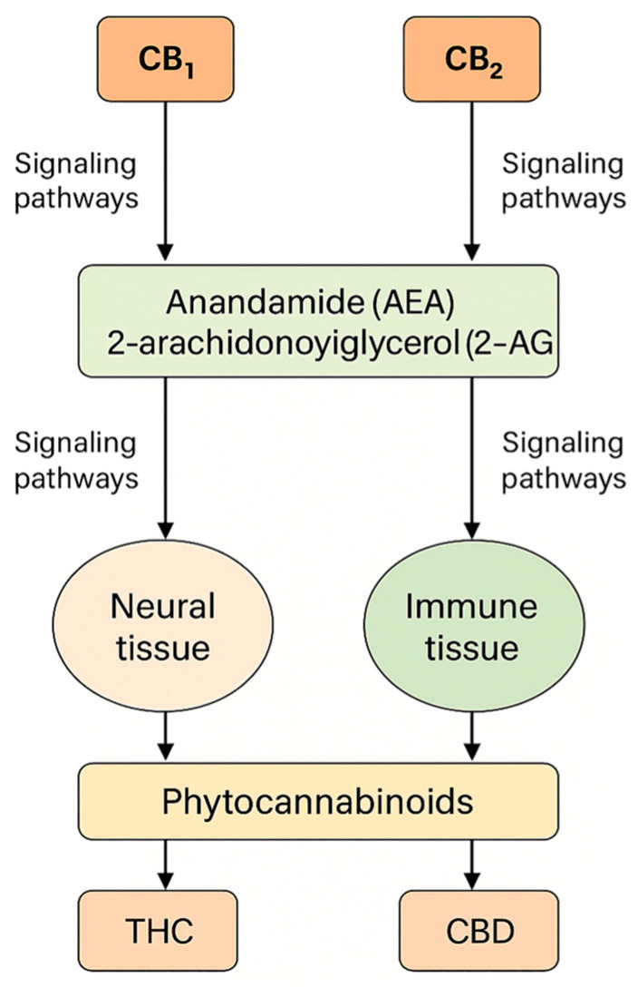 The endocannabinoid system: structure, receptors, and signaling pathways.