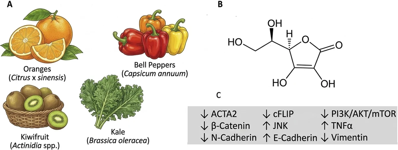 Panel A: illustration of oranges, bell peppers, kiwifruit, and kale with scientific names labeled. Panel B: chemical structure diagram of ascorbic acid (vitamin C). Panel C: table with arrows showing the effects of vitamin C on various molecular markers including ACTA2, cFLIP, PI3K/AKT/mTOR, β-catenin, JNK, TNFα, N-cadherin, E-cadherin, and vimentin.