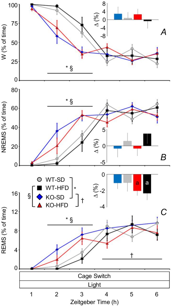 Wake-sleep profile during 6 h cage-switch test in KO and WT mice.Percentage of recording time spent in W (A), NREMS (B), and REMS (C) as a function of the time during a cage-switch test. Statistical analysis was performed on the first hour, the average of the second and third hours (horizontal lines), and the average of the last three hours of the cage-switch test. Insets show differences (Δ) in the percentage of recording time spent in a given wake-sleep state between the last 3 hours of the cage-switch test and the corresponding time period during baseline recordings. Data are means ± SEM in KO and WT fed SD or HFD, with n = 9–10 per group. a, P<0.05 vs. baseline recordings. †, P<0.05, KO-HFD vs. KO-SD. Other abbreviations and symbols have the same meaning as in preceding figures.