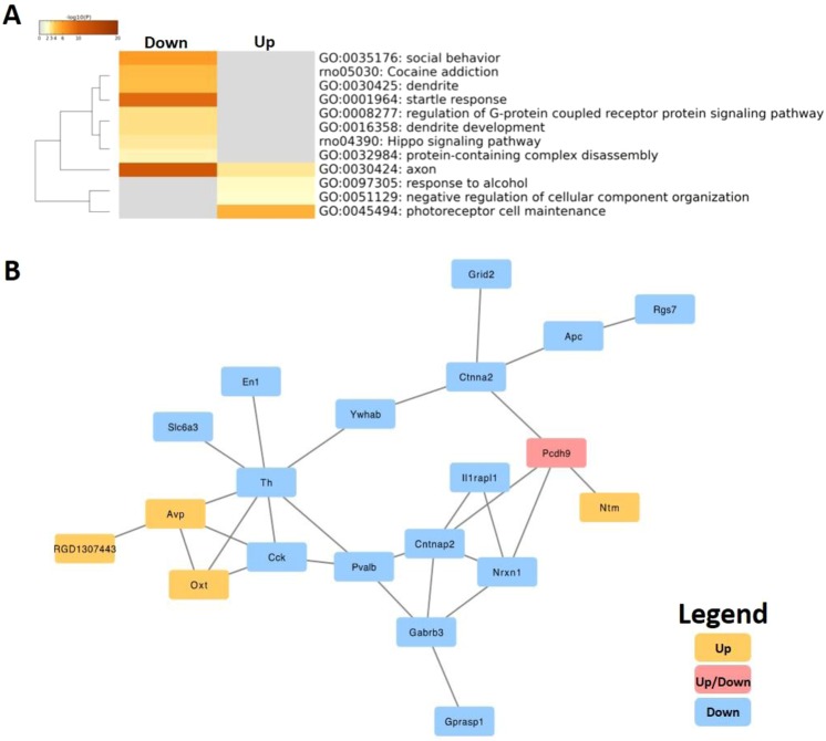 Gene pathway enrichment analysis for DE-APA protein coding genes and protein-protein interaction network of DE-APA related genes. (A) We identified 24 differentially expressed APAs exclusively up-regulated and 35 differentially expressed APAs lost or down-regulated in acute cannabis exposed rats. Terms with p-value (<0.01) were defined as significant pathways. Using this criteria cannabis exposed rats had two main pathway clusters down-regulated: (1) behavioral response and (2) synaptic function. (B) Yellow nodes represent transcripts with increased APA events, blue nodes represent gene transcripts with decreased APA events in cannabis exposed rats relative to air controls. The pink nodes indicate APA impacted gene transcripts with both up- and down- regulated pathway enrichment in response to cannabis exposure. Our functional protein-protein interaction (PPI) network mainly demonstrate enrichment of pathways from transcripts with decreased APA events, while we observed less pathway enrichment from gene transcripts with increased APA events.