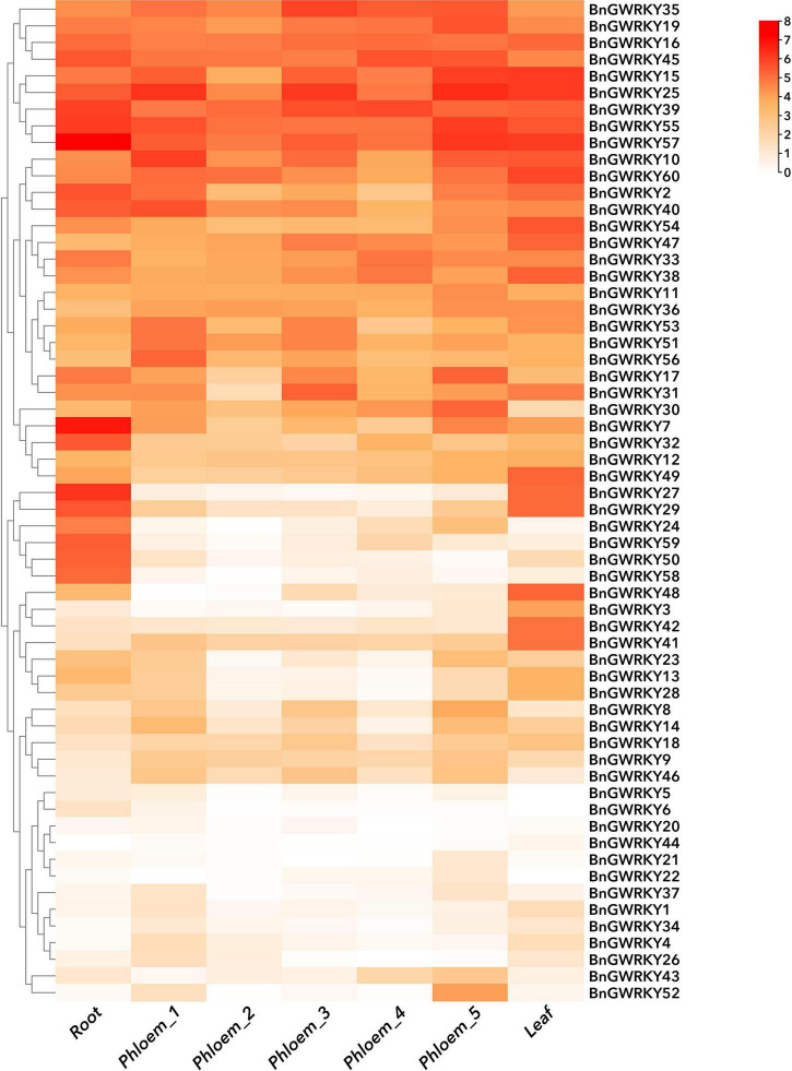 Hierarchical clustering of expression profiles of ramie WRKY genes in nine samples including different tissues and developmental stages. Log2 (FPKM + 1) values were displayed according to the color code. Detailed FPKM values were listed in Supplementary Table 7a.