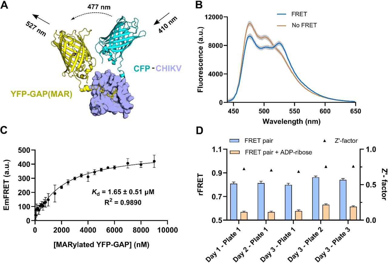 FRET-based high-throughput assay for the CHIKV macrodomain. A) Scheme illustrates the FRET-based assay of CFP-CHIKV and YFP-GAP(MAR). B) Fluorescence spectra of samples with FRET and samples without FRET (FRET pair in the presence of ADP-ribose). Data shown are the mean ± standard deviation of four technical replicates. C) Dissociation constant measurement of the FRET pair. Data shown are the mean ± standard deviation of four technical replicates. The Kd value is calculated from three independent experiments. D) Assay validation across five different 384-well format plates. rFRET data shown are the mean ± standard deviation of 176 replicates.