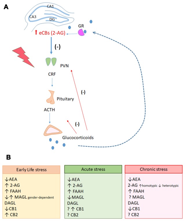(A) Hippocampal endocannabinoid-mediated signaling participates in the negative feedback of the Hypothalamic-pituitary-adrenal (HPA) axis. During exposure to stressful events, neurons located in the paraventricular nuclei of hypothalamus (PVN) actively secrete corticotrophin-released-hormone (CHR) in the pituitary portal system. In the pituitary, the secretion of the adrenocorticotropic hormone (ACTH) is stimulated. Circulating ACTH reaches the cortex of the adrenal gland and stimulates the production and secretion of glucocorticoids. The PVN receives projections from limbic areas, including the hippocampus that participates in the glucocorticoid-mediated negative feedback inhibition of the HPA axis. It has been hypothesized that during stress response, activation of glucocorticoid receptors in the hippocampus could induce the production of 2-AG that would activate CB1 receptors in GABAergic interneurons, leading to disinhibition of glutamatergic neurons. These latter neurons would send projections to GABAergic neurons in the PVN, inhibiting corticotrophin release hormone (CRH) release and stopping the stress response. (B) Stress responses have complex modulation on the genes related to the endocannabinoid system (eCBS) in the hippocampus, depending on individual factors (gender, age) and on the intensity, duration and nature of the stress.
