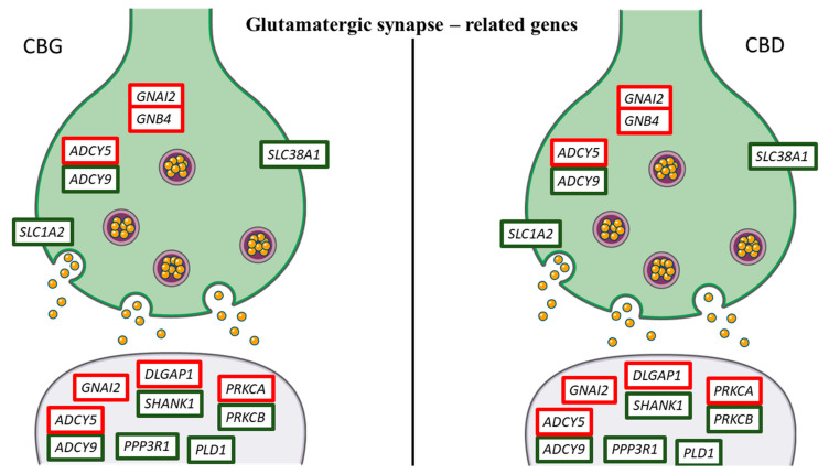 Genes related to glutamaergic synapse differentially regulated by CBG and CBD. Genes upregulated are represented with the red edges, while the genes downregulated have green edges. Interestingly, CBG and CBD showed the same pattern of gene expression. The figure was created using the vector image bank of Servier Medical Art by Servier [17] and licensed under a Creative Commons Attribution 3.0 Unported License [18].
