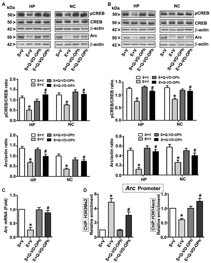 Pharmacological blockades of caspase-3 activation protects against ethanol-induced inhibition of CREB phosphorylation and epigenetic-mediated activity regulatedcytoskeleton-associated protein (Arc) expression in the mouse brain. P7 pups were injected with Q-VD-OPh (1 mg/kg) 30 min before first saline or ethanol exposure and were either sacrificed after 8 h or were allowed to mature to adulthood and then sacrificed. (A) P7 and (B) adult hippocampal (HP) and neocortical (NC) nuclear extracts from the four treatment groups (S + V, E + V, S + Q-VD-OPh, or E + Q-VD-OPh) were subjected to western blotting to analyze the levels of pCREB, CREB and Arc (n = 10 pups/group). The representative blots are shown for the hippocampal and cortical nuclear extracts (*p < 0.01 vs. S + V; #p < 0.01 vs. E + V). β-actin was used as the loading control. (C) Adult hippocampal nuclear extracts from the four treatment groups (S + V, E + V, S + Q-VD-OPh, or E + Q-VD-OPh) were subjected to RT-qPCR to analyze the Arc mRNA levels. Hprt mRNA was used as the internal control for normalization of Arc mRNA. (D) Epigenetic analysis at the promoter region of the Arc gene. ChIP analysis of the Arc gene promoter in HP tissues from the four treatment groups (S + V, E + V, S + Q-VD-OPh, or E + Q-VD-OPh) with anti-acetylated H3K14 or anti-H3K9me2 antibodies. Levels of Arc gene promoter chromatin enrichment in the IPs were measured by RT-qPCR. Error bars, SEM (two-way ANOVA with Bonferroni’s post hoc test).