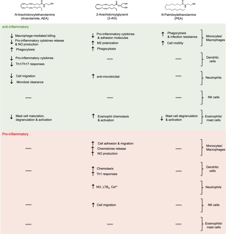 Anti-inflammatory and proinflammatory effects of eCBs on cells of innate immunity. eCB, endocannabinoid.