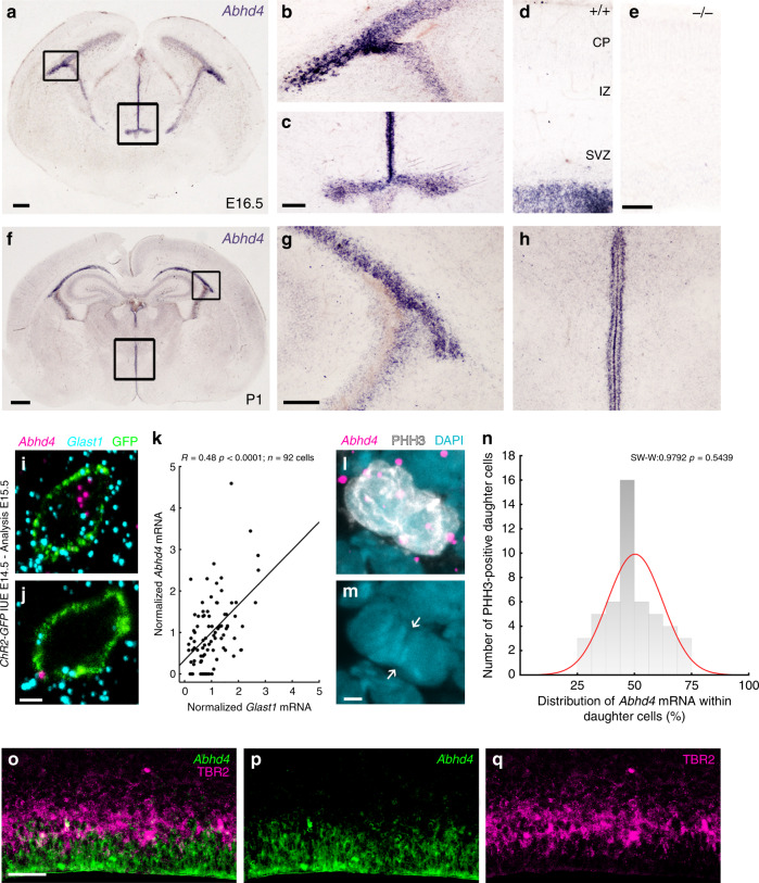 Abhd4 mRNA is expressed by radial glia progenitor cells.a–h Abhd4 mRNA is present exclusively in the ventricular zone along with the lateral (b, g) and third ventricles (c, h) at both E16.5 (a–d) and P1 (f–h) wild-type (+/+) mice. The specificity of the Abhd4 riboprobe is validated in Abhd4-knockout (−/−) animals (e). CP, cortical plate; IZ, intermediate zone; SVZ, subventricular zone; VZ, ventricular zone. High-power confocal imaging outlines the plasma membrane of ChR2-GFP-electroporated cells and delimits multi-color RNAscope analysis into single cells within the heterogeneous and densely packed cell layer of the ventricular zone. Abhd4 mRNA typically colocalizes with the radial glia progenitor cell marker Slc1a3 mRNA (encoding GLAST1 protein) (i), whereas other cells are often devoid of both markers (j). k Correlation analysis of Abhd4 mRNA levels with Glast1 mRNA levels in single cells (Spearman’s rank correlation, Abhd4/Glast1: R = 0.48, P < 0.0001; n = 92 cells from n = 4 mice). The scatter plot shows data from individual cells normalized to the median value of the respective mRNA levels. l, m Abhd4 mRNA distribution in attached daughter cells marked by PHH3-immunostaining. Arrows point to the mitotic cleavage furrow between the dividing cells. n Quantification of Abhd4 mRNA allocation within PHH3-positive daughter cells (Shapiro-Wilk normality test; W = 0.9792; P = 0.5439; n = 24 sections from n = 3 animals). o–q Representative images for Abhd4 in situ hybridization combined with TBR2-immunostaining. Abhd4 mRNA shows complementary distribution to TBR2 protein-containing intermediate progenitor cells. Scale bars: a: 100 μm, b–e, g–h, o–q: 50 μm, f: 500 μm, i, j, l, m: 2 μm. Source data are provided as a Source Data file.
