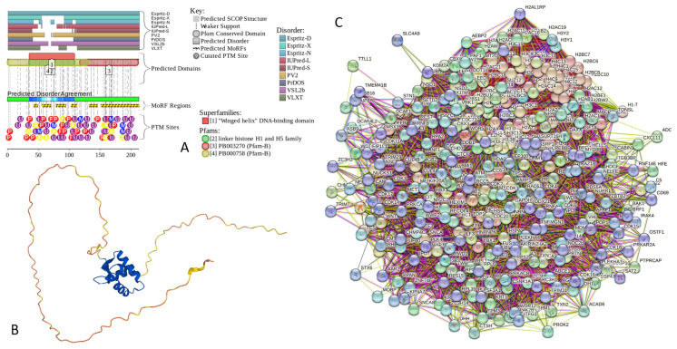 Functional disorder analysis of human Histone H1.2 (UniProt ID: P16403). (A) Functional disorder profile generated by D2P2. (B) 3D structural model generated by AlphaFold. (C) H1.2-centered PPI network generated by STRING. This network was generated using a custom confidence value of 0.250 for minimum required interaction score.