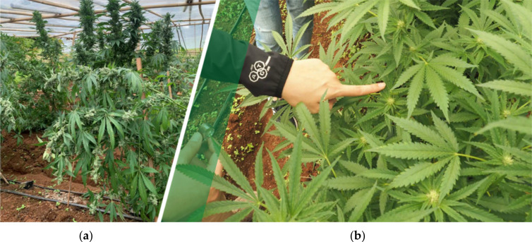 The cannabis plant var. Kees’ Old School Haze® (available at https://dutch-passion.com) (a) and their flower buds var. Gorilla Glue (available at http://www.seedstockers.com) (b).