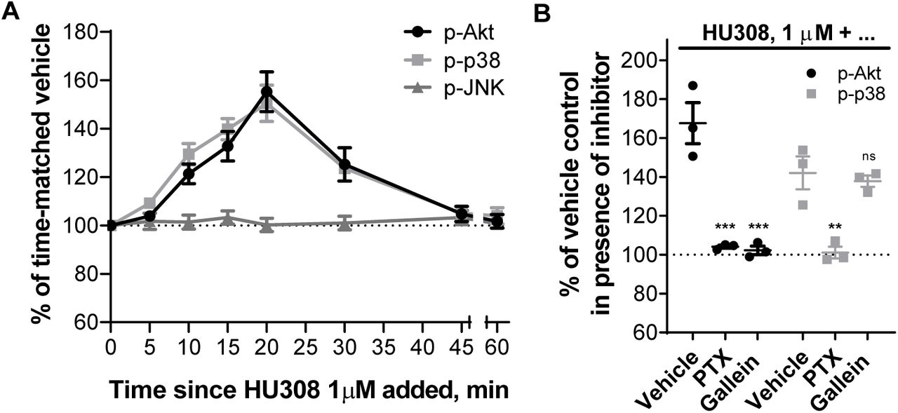 Phosphorylation of Akt, JNK, and p38 MAP kinases in human primary PBMC.A. Time-courses with HU308 (1µM) and vehicle control. For p-Akt and p-p38 time-points 10-30 min are significantly different from time-matched vehicle controls (p < 0.05). For p-JNK, all points are indistinguishable from 0 min. The graph shows mean ± SEM of three independent experiments performed in technical triplicate, each with cells from a separate subject (three subjects in total). B. Responses to 20 min 1µM HU308 after pre-treatment with PTX, gallein or vehicle control at. Data are normalized and statistically compared to the corresponding vehicle plus HU308 control. The graph shows independent experiment means (from technical triplicate) as well as overall mean ± SEM of these three independent experiments each performed with cells from a separate subject (three subjects in total).