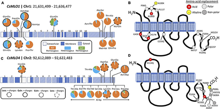 Protein structure and polymorphism analysis of the two clade V genes (CsMLO1 and CsMLO4) in 32 distinct cannabis cultivars aligned against the CBDRx reference genome. Panels A and B exhibit all non-synonymous nucleic acid substitutions (A) and amino acid replacements (B) identified in CsMLO1 (located on chromosome 1) from 32 hemp and drug-type cannabis cultivars. Panels (C,D) exhibit all non-synonymous nucleic acid substitutions (C) and amino acid replacements (D) identified in CsMLO4 (located on chromosome 2) from the same 32 hemp and drug-type cannabis cultivars as shown on panels (A,B). On panels (A,C) (gDNA), pie charts display, for each SNP along the coding sequence, the genotype frequencies calculated among the 32 cultivars. Colored horizontal rectangles on panels (A,C) represent the exons, numbered from 1 to 15: dotted rectangles represent extracellular domains of the resulting protein, while blue and striped rectangles represent membrane and cytoplasmic domains, respectively. Genotype frequency color code on panels (A,C): samples called as homozygous for the reference allele are depicted in orange, samples called as heterozygous are depicted in light blue, and samples called as homozygous for the alternate allele are depicted in green. On panels (B,D) (amino acid sequence), the gray vertical rectangles depict transmembrane domains and the solid black curves depict cytoplasmic and extracellular loops. Resulting amino acid replacements on panels (B,D) are color-coded according to the gain or loss of polarity: red circles with white cross display a replacement with an acidic amino acid, yellow circles with black hyphen represent a replacement with an alkaline amino acid, gray circles display a replacement with a non-polar amino acid, and gray-striped white circles represent a replacement with a polar amino-acid.
