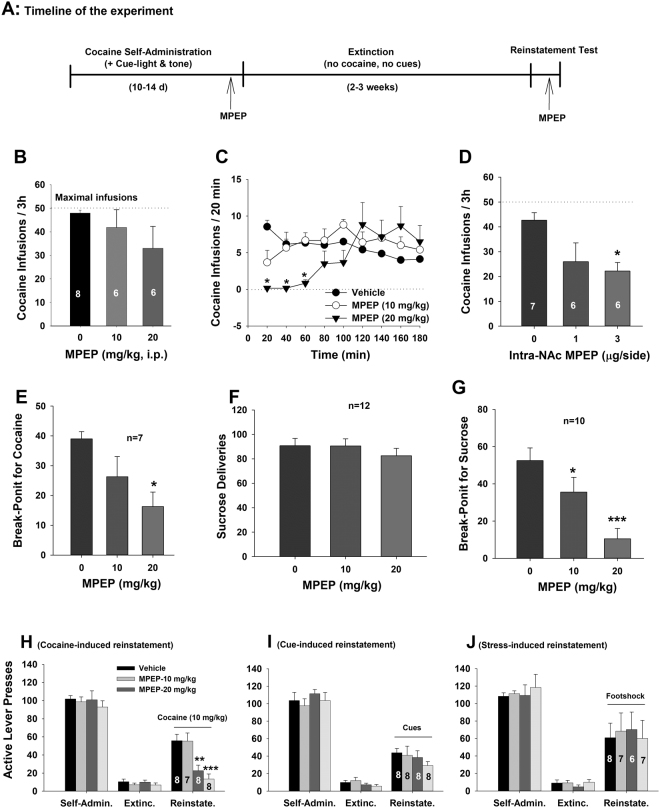 Effects of the mGluR5 antagonist MPEP on cocaine self-administration and reinstatement of drug-seeking behavior in rats. (A) Diagram showing the general experimental procedures. (B) Effects of systemic administration of MPEP (10, 20 mg/kg) on the total number of cocaine infusions during daily 3 h session; (C) Time course of cocaine self-administration within daily 3 h session, illustrating that MPEP significantly inhibited cocaine self-administration in the first hour of self-administration sessions. (D) Intra-NAc local administration of MPEP also inhibited cocaine self-administration. (E) Systemic administration of MPEP dose-dependently lowered the break-point for cocaine self-administration under PR reinforcement. (F/G) Systemic administration of MPEP failed to alter oral sucrose self-administration under FR2 reinforcement (F) but decreased the break-point for sucrose self-administration under PR reinforcement (G). (H/I/J) Systemic administration of MPEP dose-dependently inhibited reinstatement of drug-seeking behavior triggered by cocaine (H), but not by cues (I) or footshock stress (J). *p < 0.05, **p < 0.01, ***p < 0.001, compared to vehicle control group.