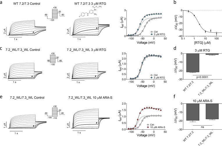 ARA-S and retigabine activate hKV7.2/3 through different mechanisms. (a) Representative current traces and corresponding G(V) curve of hKV7.2/3 before and after application of 3 µM retigabine (RTG). Arrowheads in the current families indicate an activating voltage step to −50 mV. Insert of used voltage clamp protocol. Dashed line shows the curve for 3 µM retigabine normalized to GMAX of control. (b) Concentration-response relation for retigabine effect on V50. Data shown as mean ± SEM; n = 4–7. ΔV50:MAX (maximal shift in V50) = −35 mV; EC50 = 2 µM. (c) Same as in a, but for hKV7.2_W236L/hKV7.3_W265L. Arrowheads indicate an activating voltage step to −60 mV. (d) Mean shift in V50 induced by 3 µM retigabine on WT hKV7.2/3 or hKV7.2_W236L/hKV7.3_W265L. Data shown as mean ± SEM; n = 4 or 5. Statistics denote Student’s t test. (e) Same as in c, but for the effect of 10 µM ARA-S on hKV7.2_W236L/hKV7.3_W265L. Arrowheads indicate an activating voltage step to −60 mV. (f) Mean shift in V50 induced by 10 µM ARA-S on WT hKV7.2/3 or hKV7.2_W236L/hKV7.3_W265L. Data shown as mean ± SEM; n = 5–8. Statistics denote Student’s t test. ns, nonsignificant; WL, tryptophan to leucine mutation.