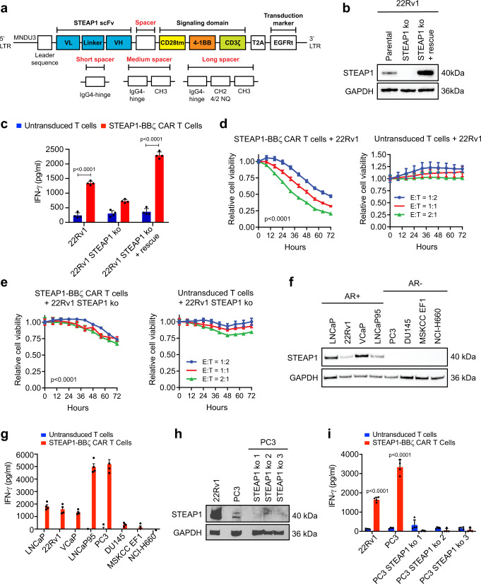 Screening second-generation 4-1BB chimeric antigen receptors (CARs) to identify a lead for STEAP1 CAR T cell therapy.a Schematic of the lentiviral STEAP1 CAR construct and variation based on short, medium, and long spacers. LTR long terminal repeat, MNDU3 Moloney murine leukemia virus U3 region, scFv single-chain variable fragment, VL variable light chain, VH variable heavy chain, tm transmembrane, EGFRt truncated epidermal growth factor receptor, 4/2 NQ = CH2 domain mutations to prevent binding to Fc-gamma receptors. b Immunoblots of STEAP1 in 22Rv1 parental cells, STEAP1 knockout (ko) cells, and STEAP1 ko cells with rescue of STEAP1. c IFN-γ enzyme-linked immunosorbent assay (ELISA) results from co-cultures of either untransduced T cells or STEAP1-BBζ CAR T cells with each of the 22Rv1 sublines at a 1:1 ratio at 24 h (p < 0.001). Relative cell viability of (d) 22Rv1 and (e) 22Rv1 STEAP1 ko target cells over time measured by fluorescence live cell imaging upon co-culture with (left) STEAP1-BBζ CAR T cells (p < 0.001) or (right) untransduced T cells at variable effector-to-target (E:T) cell ratios. f Immunoblots demonstrating expression of STEAP1 in androgen receptor (AR)-positive human prostate cancer cell lines but not AR-negative prostate cancer cell lines. g IFN-γ quantification by ELISA from co-cultures of either untransduced T cells or STEAP1-BBζ CAR T cells with each of the human prostate cancer cell lines in (f) at a 1:1 ratio at 24 h. h Immunoblots for STEAP1 in 22Rv1, PC3, and PC3 STEAP1 ko sublines. i IFN-γ quantification by ELISA from co-cultures of either untransduced T cells or STEAP1-BBζ CAR T cells with each cell line in (h) at a 1:1 ratio at 24 h (p < 0.001). For panels (c–e, g and i) n = 4 biological replicates per conditions were used and error bars represent mean with SEM. Panel (b, f, h) displays results representative of n = 3 biological replicates. GAPDH was used as a protein loading control. For panel (c) and (i), two-way ANOVA with Sidak’s multiple comparison test was used. For panels (d) and (e), two-way ANOVA with Tukey’s multiple comparisons test was used. Source data are provided in the Source Data file.