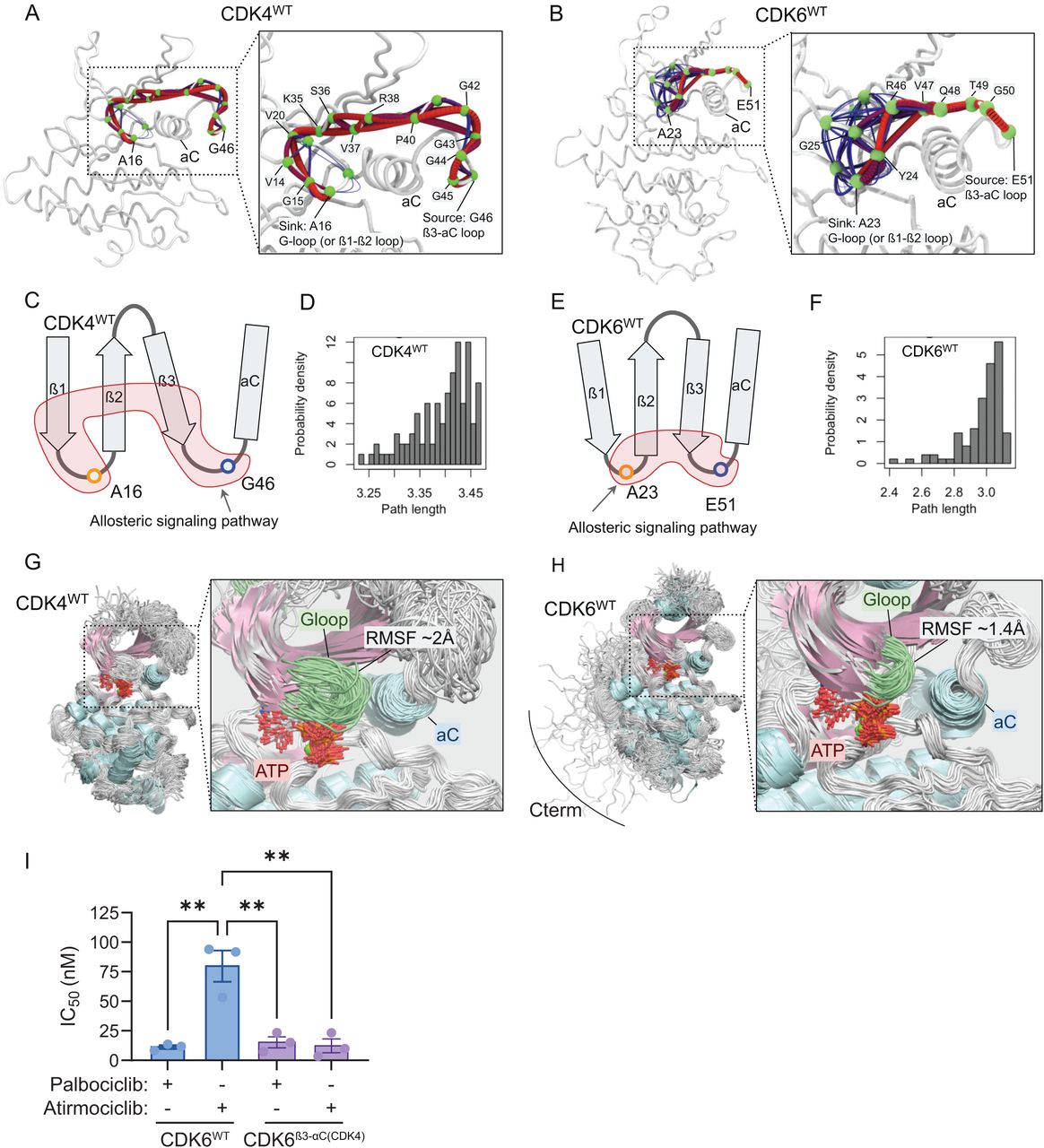 Allosteric signaling pathways between the β3-αC loop and the G-loop.Optimal (red lines) and sub-optimal (blue lines) allosteric paths for (A) CDK4WT, and (B) CDK6WT. The allosteric signaling pathway starting from the β3-αC loop to G-loop of CDK4 follows a longer path than that of CDK6. The green spheres are α-carbon of residues and represent nodes in the allosteric pathways.(C) Schematic illustration of the optimal allosteric paths and (D) path length distribution between the source and sink residues for CDK4WT.(E) Schematic illustration of the optimal allosteric paths and (F) path length distribution between the source and sink residues for CDK6WT. Shorter path length suggests a stronger allosteric pathway between the source and sink.Overlay of simulation trajectories for (G) CDK4WT and (H) CDK6WT. G-loop (green) of CDK4 is longer than that of CDK6 and is more dynamic.(I) IC50 values for palbociclib and atirmociclib mediated inhibition of cyclin D1-CDK6WT (11.17 ± 1.51 nM and 79.69 ± 13.23 nM) and cyclin D1-CDK6β3-αC(CDK4) (15.22 ± 4.66 nM and 12.18 ± 5.84 nM). (N = 3; **P<0.005)