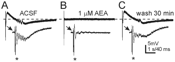 Anandamide attenuated secondary population activity that followed antidromic stimulation of granule cell axons. A. Trace showing granule cell response to mossy fiber stimulation in a mouse with TLE. B. Antidromically-evoked secondary afterdischarges were reduced in the presence of 1 µM AEA. C. The effect of AEA was reversible after 30 min wash to control ACSF. Recordings were made in the absence of Mg2+ and the presence of 30 µM bicuculline; stimulus intensity 0.1 mA.