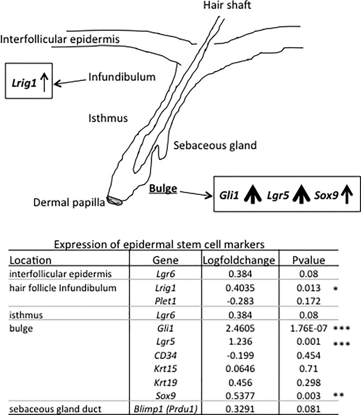 Comparison of the expression of hair follicle marker genes.Hair follicle genes related to the bulge were significantly up-regulated in the mice exposed to BCP compared to the Oil group. P-Values show the results of comparison between the BCP and the Oil groups. *: P<0.05, **: P<0.01, ***: P<0.001.